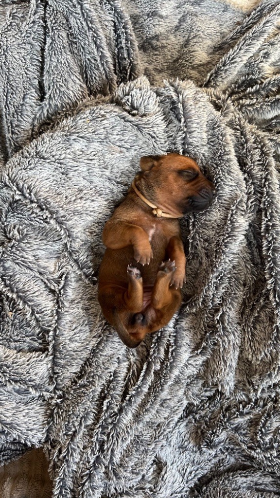 Of Lil' Toffee - Chiot disponible  - Rhodesian Ridgeback