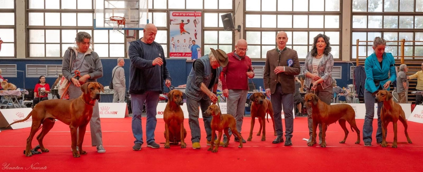 Premier jeune champion Israélien pour notre petit élevage grâce aux performances de Jules