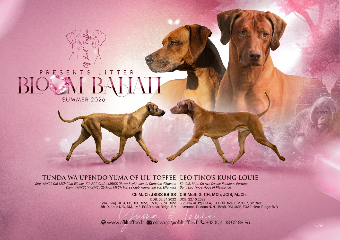 Of Lil' Toffee - Bloom Bahati portée 2026