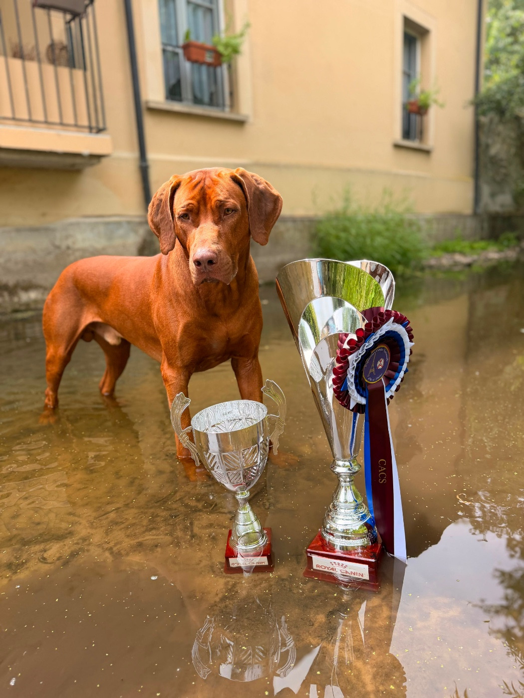 Rajah Best In Show