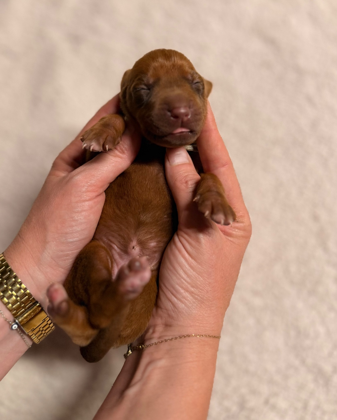 Of Lil' Toffee - Chiots disponibles - Rhodesian Ridgeback