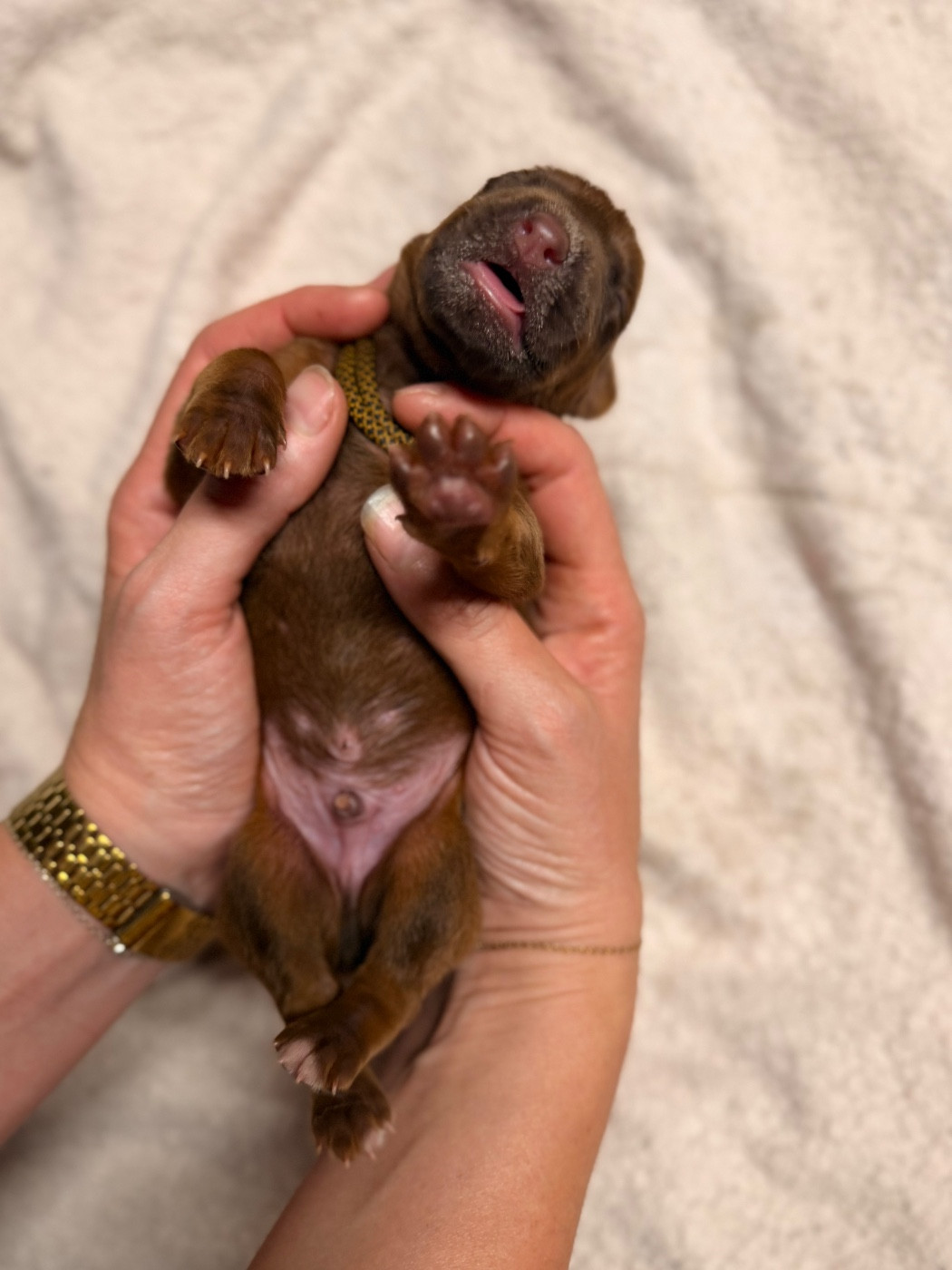 Of Lil' Toffee - Chiots disponibles - Rhodesian Ridgeback