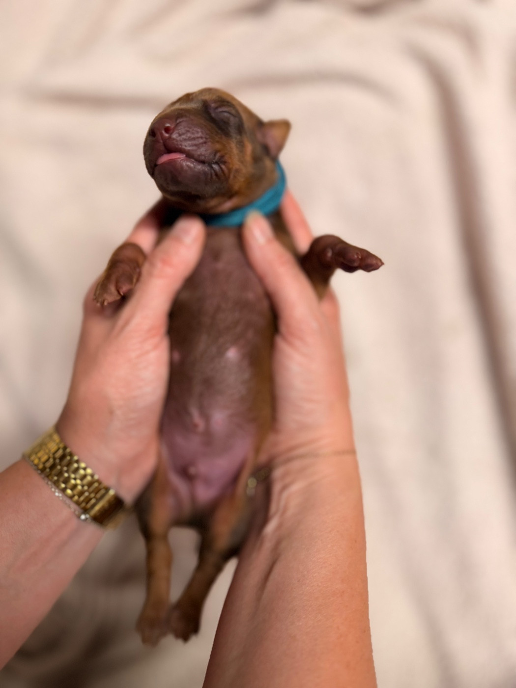 Of Lil' Toffee - Chiots disponibles - Rhodesian Ridgeback