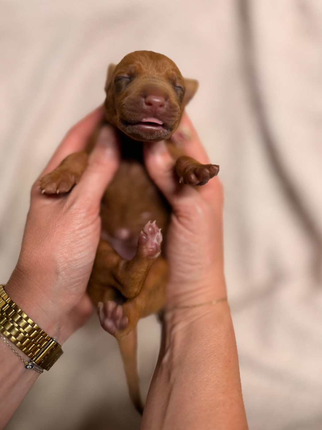 Of Lil' Toffee - Chiots disponibles - Rhodesian Ridgeback