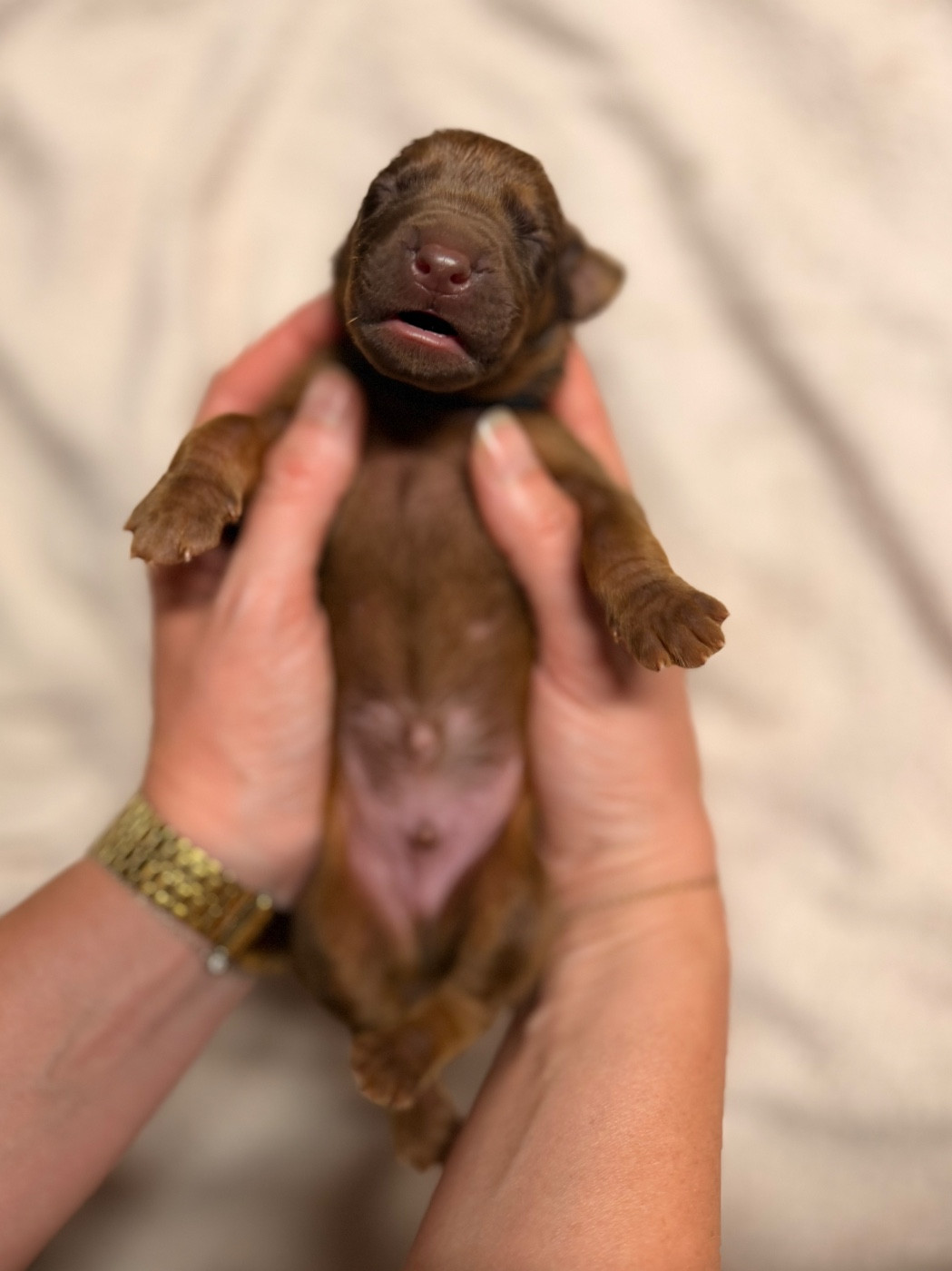 Of Lil' Toffee - Chiots disponibles - Rhodesian Ridgeback