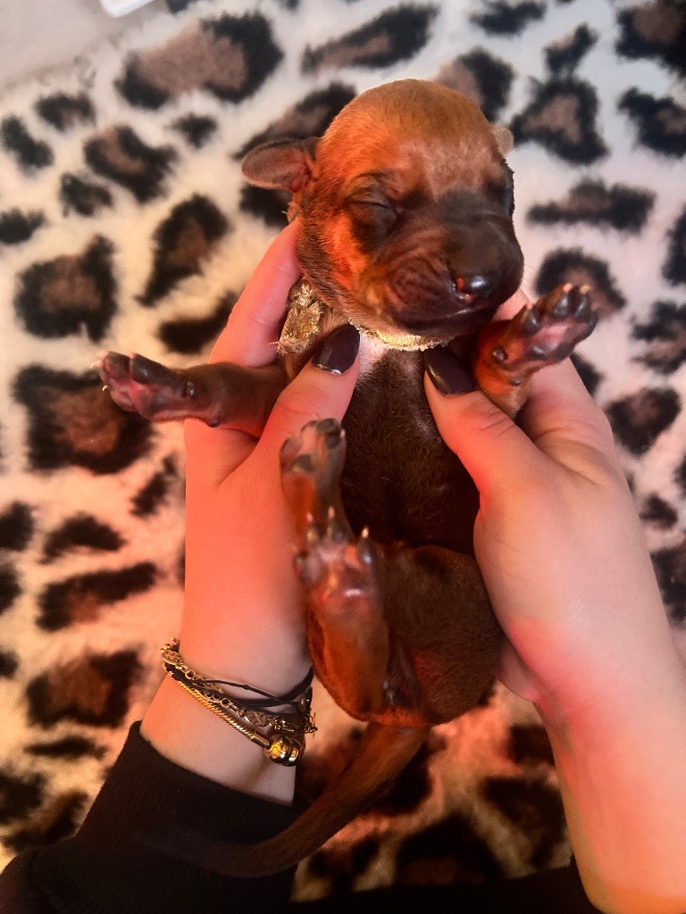 Of Lil' Toffee - Chiots disponibles - Rhodesian Ridgeback