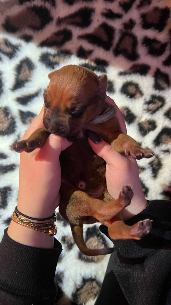 Of Lil' Toffee - Chiots disponibles - Rhodesian Ridgeback