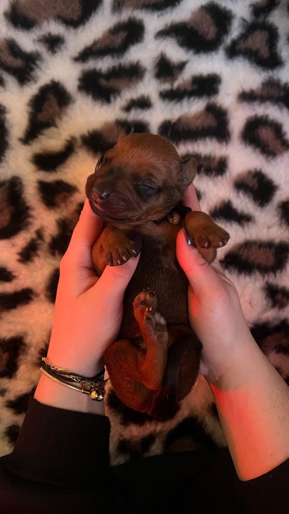 Of Lil' Toffee - Chiots disponibles - Rhodesian Ridgeback